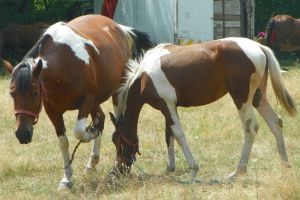 La jumătatea lui cuptor, La Polovragi prin târg