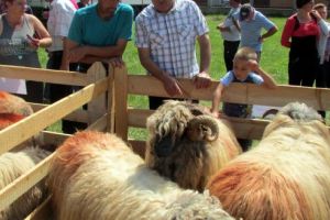 ALERTĂ: Târgurile de animale, interzise!