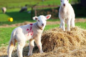 Dosar penal pentru un vârstnic de 70 de ani care a furat doi miei. Poliţiştii din Aiud i-au găsit în căruţa unui tânăr care i-a cumpărat
