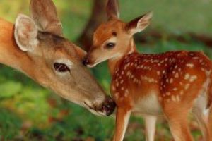 BRACONAJ: Patru maramureseni prinsi in flagrant in timp ce transportau doi capriori vanati ilegal
