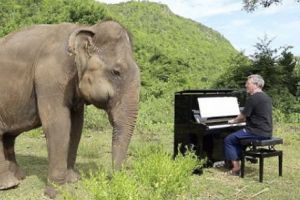 VIDEO: Este incredibil cum un ELEFANT orb DANSEAZĂ atunci când aude acordurile pianistului britanic Paul Barton