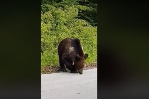 Atenţie! Urs prietenos la şosea