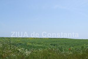 Statiunea de Cercetare - Dezvoltare Agricola Valu lui Traian a cumparat pesticide (document) 