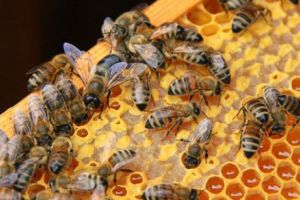 BREAKING. Bărbat OMORÂT de un ROI DE ALBINE. Înfiorător! ”Era culcat pe pământ, cu albinele încă pe corp”