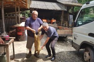 Alţi purcei din rasa Mangaliţa au luat drumul Braşovului (FOTO)