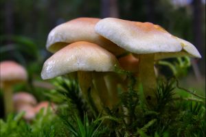 Sfaturi şi recomandări privind consumul de ciuperci, transmise de DSP Alba. Simptomele care anunţă intoxicaţia