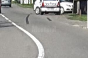 O maşină a Poliţiei a intrat într-un autoturism condus de o tânără care nu a acordat ...