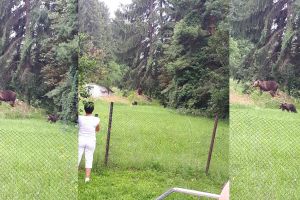 Ursul în vizită la Spitalul Judeţean Miercurea-Ciuc 