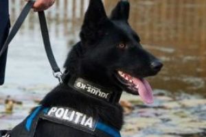 Politistii maramureseni au recuperat peste 10.000 de lei sustrasi dintr-o locuinta