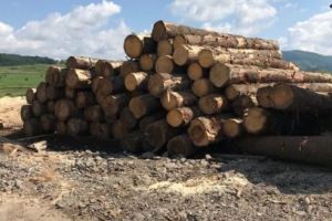 Material lemnos confiscat la Hodac