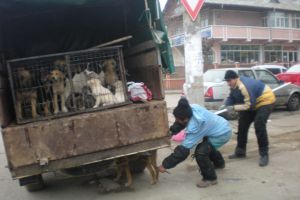 Nimeni nu este interesat de contractul pentru câinii fără stăpâni
