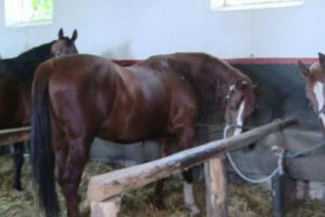 ȘOCANT! Un bărbat a fost surprins cu ajutorul camerelor de supraveghere. ADEVĂRUL a fost ULUITOR!