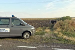 Fugar la 26 de ani: Un urmărit general a fost prins de poliţiştii de frontieră din Borş în timp ce încerca să fugă pe câmpuri în Ungaria