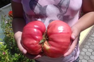 Fermier premiat cu o putină cu telemea de Sibiu pentru că a recoltat o roşie uriaşă