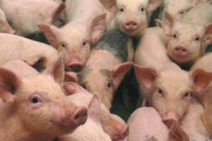 Vânzarea animalelor vii, interzisă in târgurile din Prahova