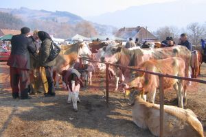 Pericolul nu a trecut! Târgurile de animale din judeţul Satu Mare rămân închise