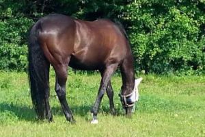 DESPĂGUBIRI către o societate de ASIGURĂRI pentru un CAL lăsat SLOBOD