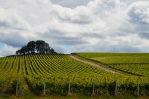 A patra ediţie a campaniei ”Vin de casă din must de la Jidvei”, marcată prin lansarea unui nou sortiment: must roze