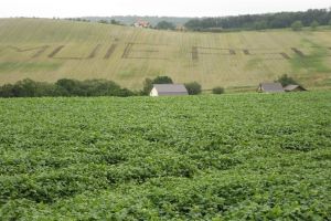 Protest în mirişte: Ce a scris un agricultor din Cluj, în semn de protest, pe parcela sa de pământ