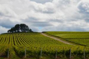 Jidvei vinde must românilor care vor să-şi facă vin acasă (P)