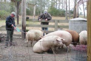 DÂMBOVIȚA: Se suspendă pe o perioadă nedeterminată organizarea târgurilor de animale