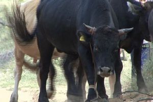 Băcăuan ucis de un taur în spatele Kaufland Milcov