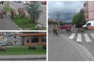 Sancţionarea cetăţenilor care cresc animale şi păsări pe raza municipiului, pe ordinea de zi a şedinţei CL Alba Iulia de săptămâna viitoare