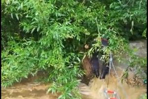 Copil de cinci ani, luat de ape după ce o căruţă s-a răsturnat în râul Berivoi