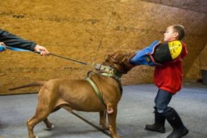 Ce o fi în mintea tatălui? ŞI-A LĂSAT PITBULLUL SĂ-ŞI ATACE FIUL. Scene şocante, care vă pot afecta emoţional. VIDEO