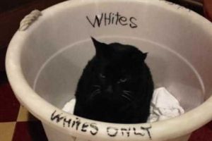 Imagini INCREDIBILE. Cele mai drăguţe animale care ,,ÎNCALCĂ” LEGEA