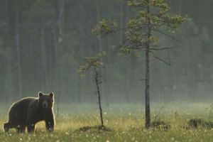 Ariile naturale protejate din România rămân neprotejate: custozii, înlăturaţi, urgent, de Guvern