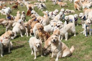 Record mondial la drăgălăşenie! Cum arată o 