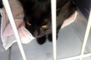 Clujeancă amendată în autobuz pentru că pisica din cuşcă nu avea bilet - FOTO