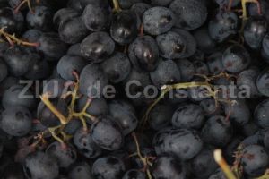 O firma din Bucuresti a semnat cu Statiunea de Cercetare - Dezvoltare Viti Vinicola Murfatlar