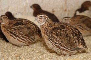 Cea mai bună afacere cu succes garantat – Creşterea prepeliţelor