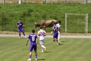 Alb-violeţii, instrucţie cu giuleştenii