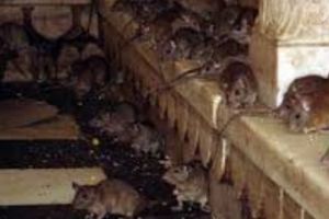 Chicago a fost declarat  CAPITALA ŞOBOLANILOR