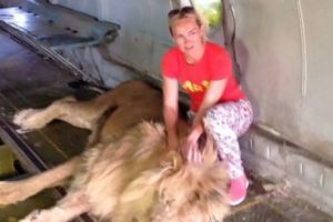 Păţania femeii intrate în cuşca leului pentru poze