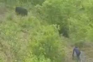 Urs versus beţiv. CUM S-A TERMINAT LUPTA? Video viral