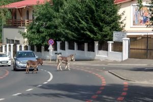 FOTO – Măgari în trafic la Sibiu. La propriu!