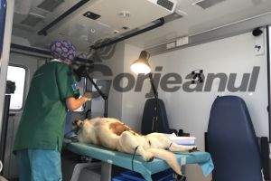 Acţiune de sterilizare gratuită a câinilor din Rânca! Semi-eşec previzibil!