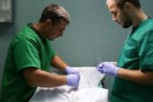 Primăria Municipiului Sfântu Gheorghe doreşte să reducă numărul maidanezilor şi prin sterilizare