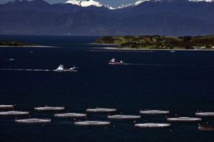 DELICATESA BOGAȚILOR, pericol public. Aproape UN MILION de peşti infestaţi au evadat