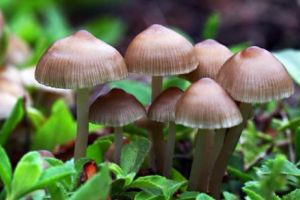 Două familii au ajuns în spital, intoxicate cu ciuperci