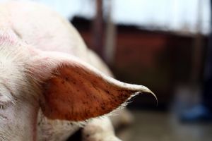 Amenintarea pestei porcine. Recomandarile Directiei Veterinare pentru crescatorii de animale