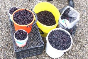 Peste 70 de kg de afine confiscate de poliţişti. Șase ciucani reclamaţi pentru furt de o localnică din Lunca de Jos