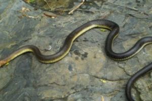 O tânără a MURIT după ce a fost MUȘCATĂ de ȘARPELE pe care îl comandase pe INTERNET