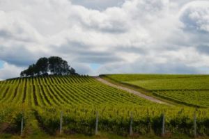 Noul sortiment – must roze – marchează a IV-a ediţie a „Vin de casă din must de la Jidvei”