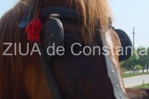 Cal legat, injunghiat de zece ori. Amenda pentru autor. Ce au decis ieri judecatorii  