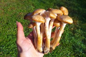 Familie din Brad intoxicată cu ciuperci, internată în spital